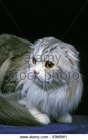 Highland Fold Or Long Hair Scottish Fold Domestic Cat Adult
