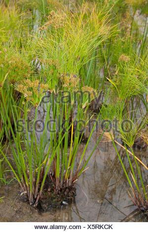paper reed plant