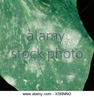 Powdery mildew Erysiphe pisi on sweet pea Lathyrus spp leaves Stock ...