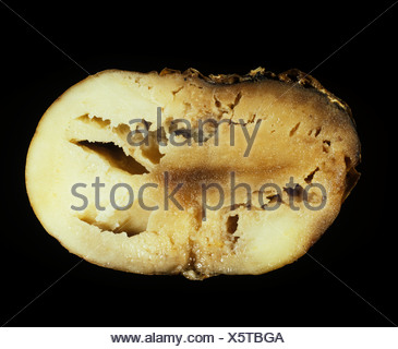 Watery wound rot (Pythium ultimum) shown in a section of a potato Stock ...