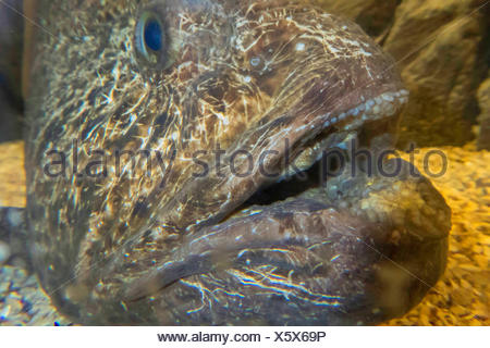 wolf eel edible wolf eel edible