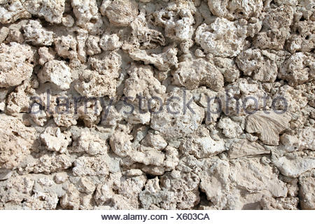 Wall Of Fossilized Seashells And Corals Fossilized Seashells Stock Photo 310028351 Alamy