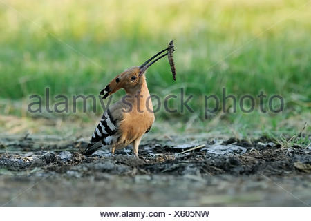 hoopoe with dragonflies larvae