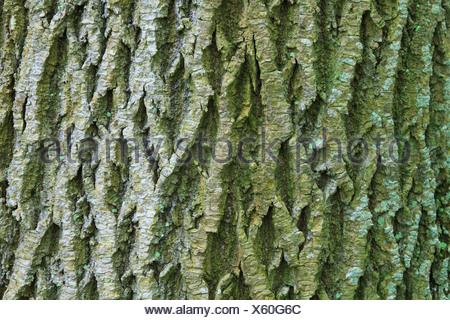 Norway maple (Acer platanoides), bark of a maple, Switzerland Stock ...