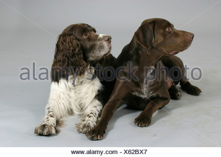 German Shorthaired Pointer And English Springer Spaniel Stock