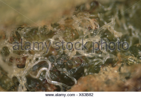 Stem nematodes Ditylenchus dipsaci in damaged sectioned stem of Vicia