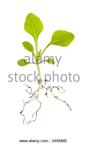 Foxglove seedling Stock Photo: 1175768 - Alamy