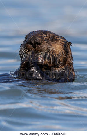 Sea Otter (Enhydra lutris) offshore of Seward, Alaska.