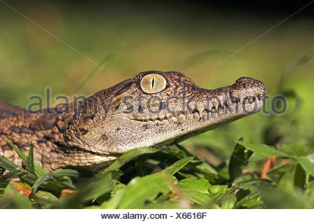 Portrait of a nile crocodile hatchling