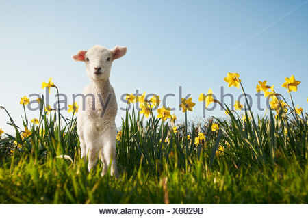 Lamb walking in field of flowers