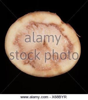 Ring rot Corynebacterium sepedonicum potato tuber stolon end damage ...