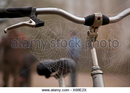 spider on a bicycle