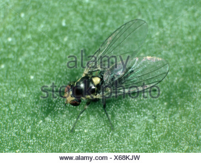 American serpentine leaf miner Liriomyza trifolii adult fly Stock Photo ...