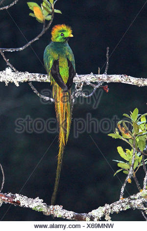 resplendent quetzal (Pharomachrus mocinno), male, Costa Rica