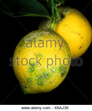 Yellow scale insect Aonidiella citrina on lemon fruit Stock Photo - Alamy