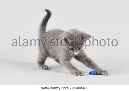 White Russian White Cat Breed Hiding Behind A Fence Watching And