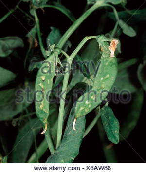 PEMV, Pea enation mosaic virus symptoms on a pea plant Stock Photo - Alamy