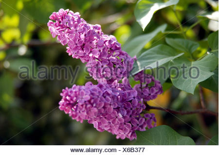 Flieder Buddleja Blueten Sommerflieder Pflanze Strauch Bluehen Lila Pflanzen Blumen Sommerblumen Stock Photo Alamy