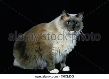 Long Haired Ragdoll Cat Sitting Down Isolated On White Stock Photo