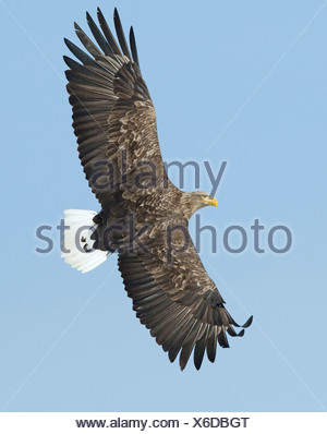White tailed Eagle Sea Eagle Haliaeetus albicilla Norway