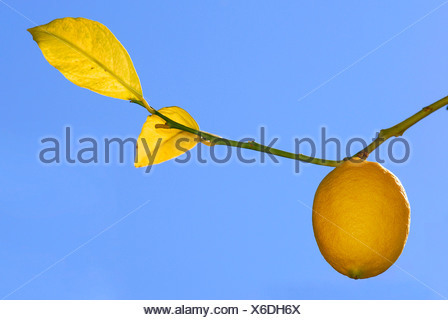 Ripe lemon on a branch, Kefalonia, Ionian Islands, Greece