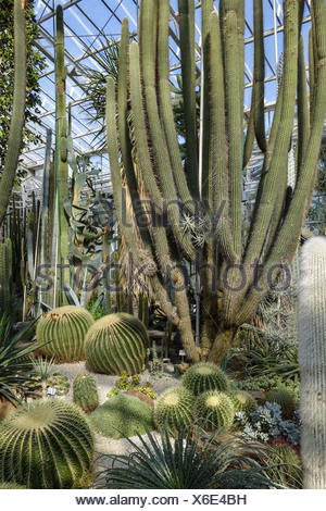 Kakteenhaus Botanischer Garten Munchen Bayern Deutschland