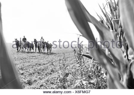 B&W image of man and woman riding and leading six horses in field