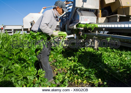 celery salinas california harvesting field agriculture worker usa alamy workers hispanic migrant