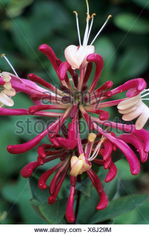 Lonicera periclymenum 'Serotina', Late Dutch Honeysuckle ...