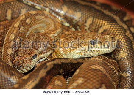 Bredl's Carpet Python (Morelia bredli) two adults, close-up of heads ...