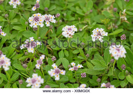 Phyla Nodiflora Stock Photo 169477558 Alamy