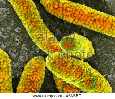 E. coli bacteria. Coloured scanning electron micrograph (SEM) of ...