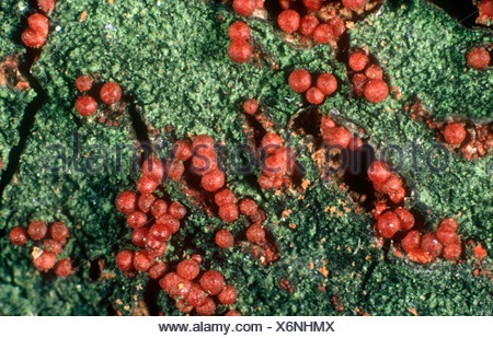 Apple canker Neonectria ditissima lesions on young branch of an apple ...