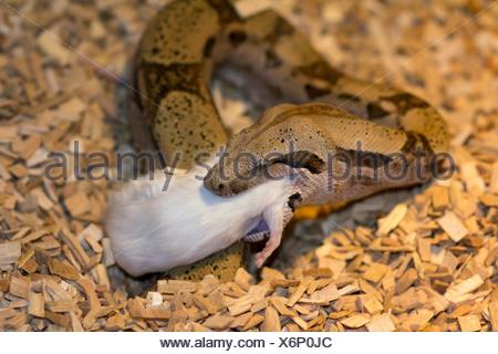 white boa constrictor with prey