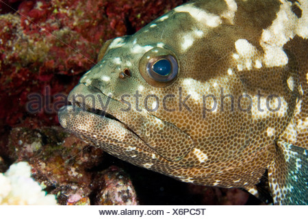 Brown Marbled Grouper Epinephelus Fuscoguttatus Being Cleaned By A Stock Photo Alamy
