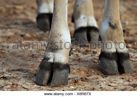 gazelle feet