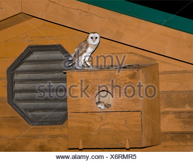 Wild female Barn Owl Tyto alba perched on a roadside fence ...
