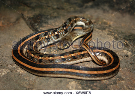 STRIPED KEELBACK Amphiesma stolatum Non-venomous, Common. Closely Stock ...