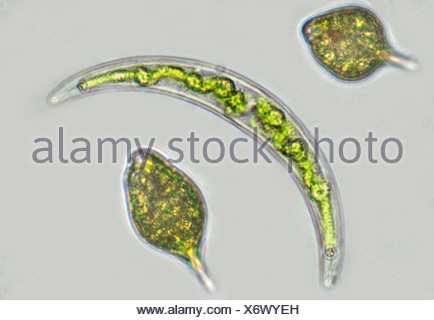 Algae Desminds Sp. Showing Chloroplasts Cells Stock Photo - Alamy