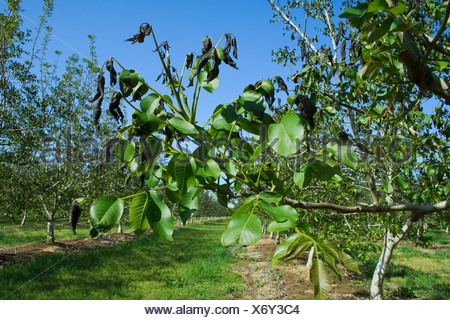 Agriculture - Damage walnut foliage caused by a heavy unusual Spring freeze / near Dairyville, California, USA.