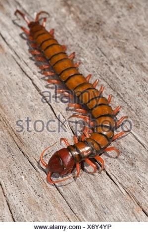 Chinese Red Head, Giant Centipede, Jungle Centipede, Orange Legged ...