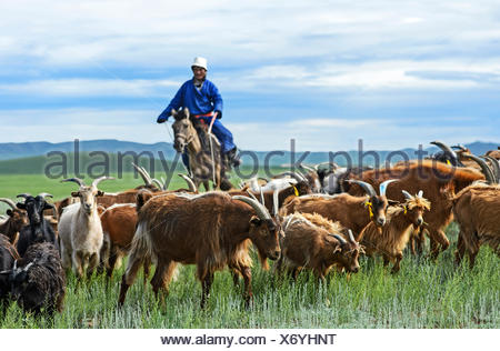 Mongolian nomad on horse, herding cashmere goats (Capra hircus Stock ...