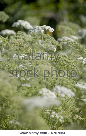 bishop's flower, ammi majus