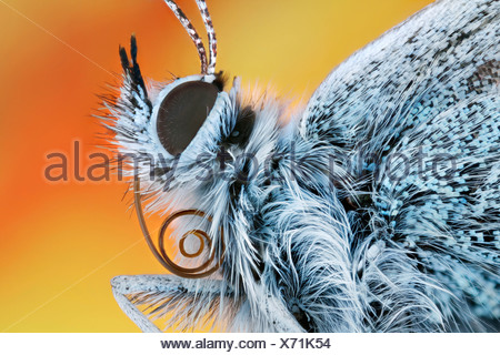 Common blue (Polyommatus icarus) with proboscis, extreme close-up