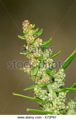 Red goosefoot (Chenopodium rubrum). Plant in the family Amaranthaceae ...