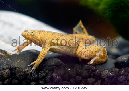 Western clawed frog (Xenopus tropicalis), swimming Stock Photo ...