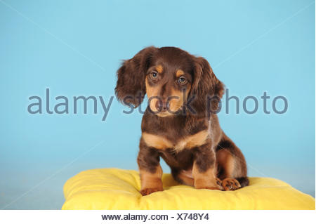 Long Haired Miniature Dachshund Canis Lupus Familiaris Brown