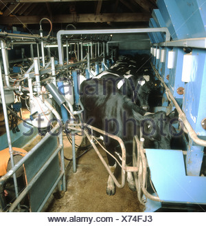 Holstein Friesian Cows In Herring Bone Milking Parlour With