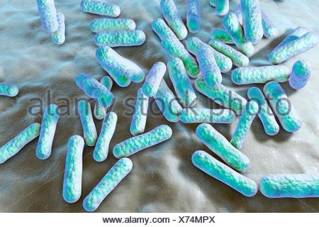 Propionibacterium bacteria, computer illustration. These are an Stock ...