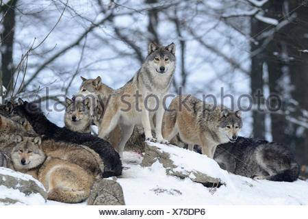 gray wolf Stock Photo - Alamy